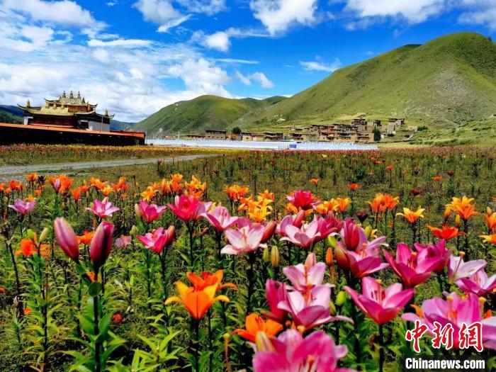 近百畝百合花競相開放，景色誘人?！∪捞量h委宣傳部供圖