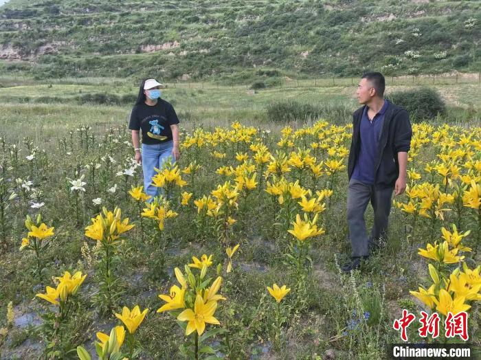 村民采摘百合花?！∪捞量h委宣傳部供圖