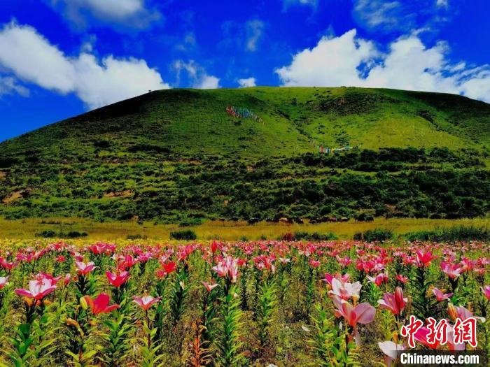 近百畝百合花競相開放，景色誘人?！∪捞量h委宣傳部供圖
