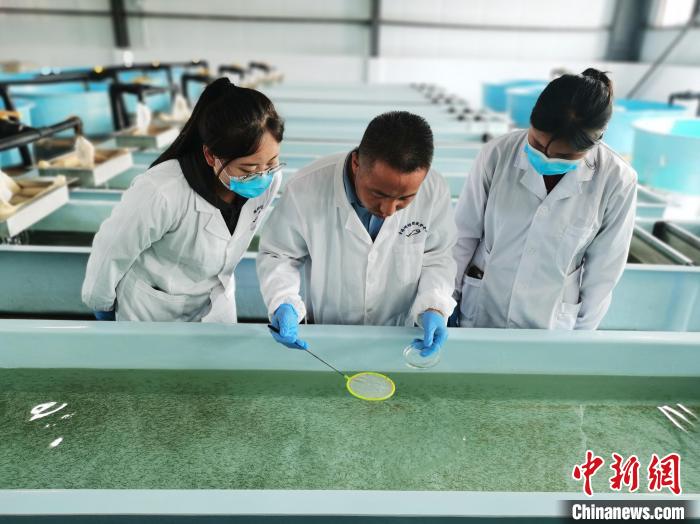 圖為工作人員檢查魚苗?！?zhí)砀?攝