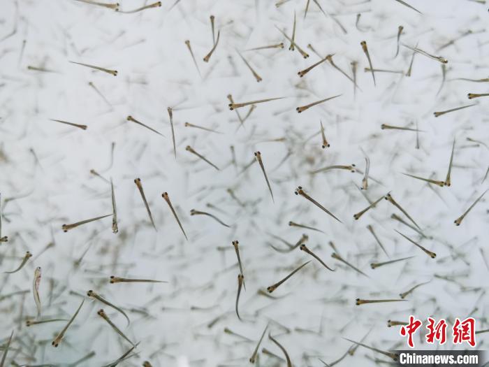 探訪青海湖湟魚“育嬰室”：“密集”育苗，體重10克放流