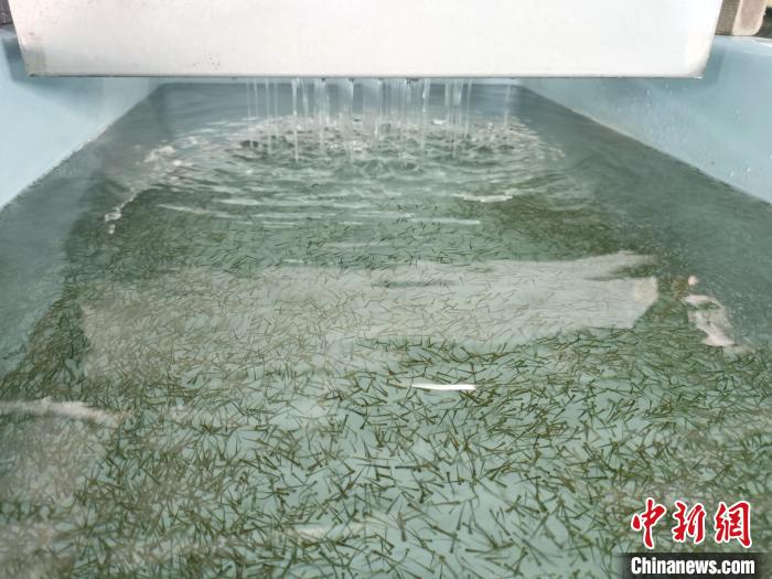 圖為正在育苗?！?zhí)砀?攝