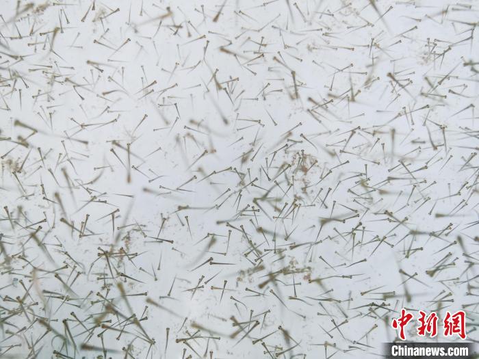 圖為魚苗?！?zhí)砀?攝