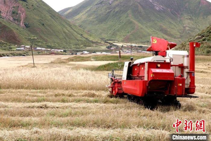 圖為秋收現(xiàn)場?！∮駱渲菸麄鞑抗﹫D