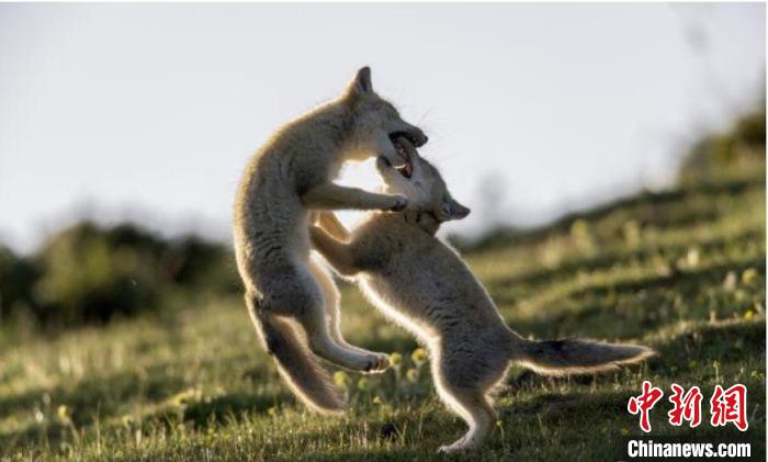 圖為郝進芳的作品《難分勝負》?！∏嗪Ｊ∑钸B山自然保護協(xié)會供圖