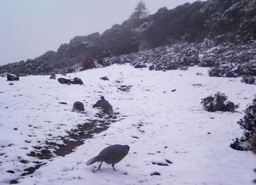 血雉。涼山州委宣傳部供圖