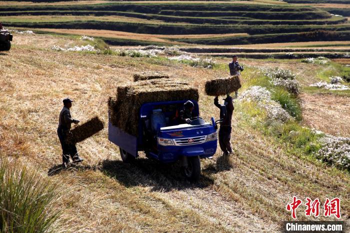 圖為飼草晾曬、打捆?！●R芝芬 攝