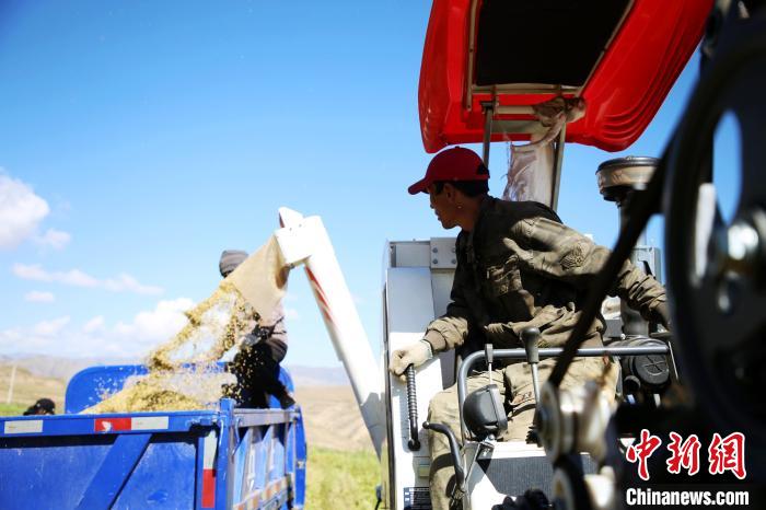 圖為飼草收割。　馬芝芬 攝
