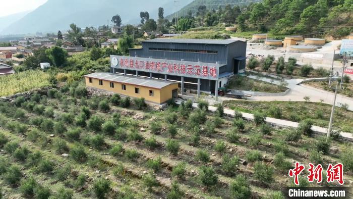 伍合村的油橄欖種植基地?！「呒午?攝