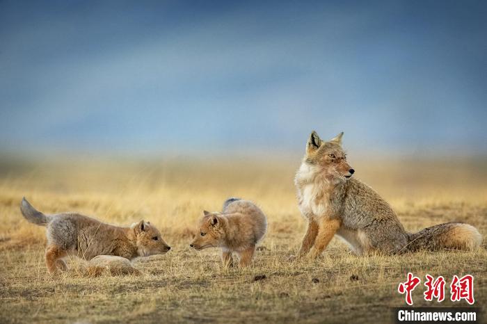 圖為焦生福的作品《居安思?！贰！∏嗪Ｊ∑钸B山自然保護(hù)協(xié)會(huì)供圖