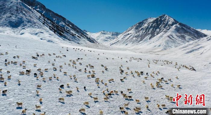 圖為羊群在雪地里覓食。　都蘭縣融媒體中心供圖