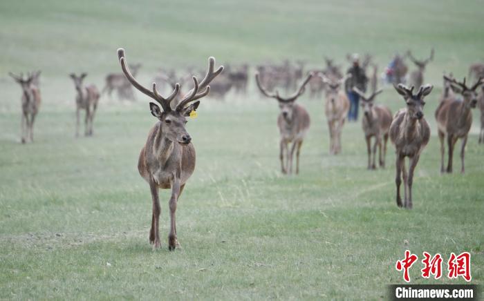 2022年夏日時節(jié)，甘肅張掖市肅南縣祁連山下的馬鹿養(yǎng)殖基地。(資料圖) 楊艷敏 攝