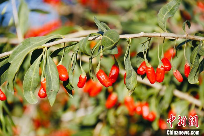 圖為柴達木盆地有機枸杞?!O睿 攝