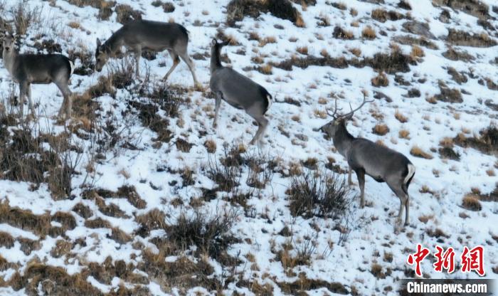 圖為巖羊和馬鹿集體覓食?！《继m縣融媒體中心 供圖