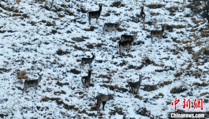 圖為巖羊和馬鹿集體覓食。　都蘭縣融媒體中心 供圖