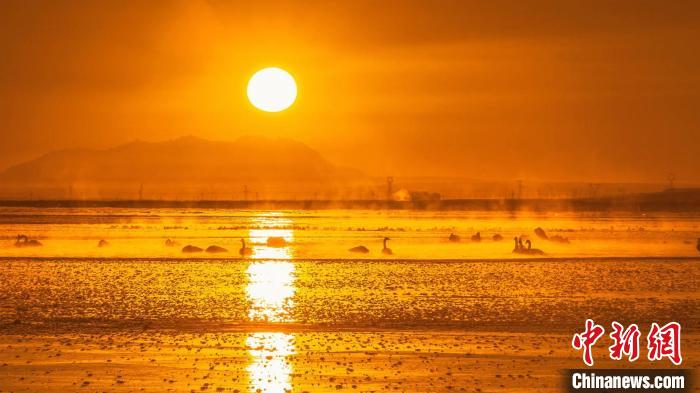 圖為天鵝群在湖中休憩。　何啟金 攝