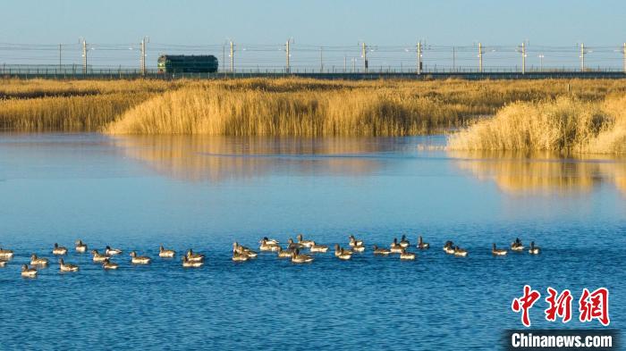 圖為多種野生鳥類在湖中游蕩?！『螁⒔?攝