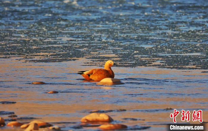 圖為赤麻鴨自在游曳?！“兹斩〔冀?攝