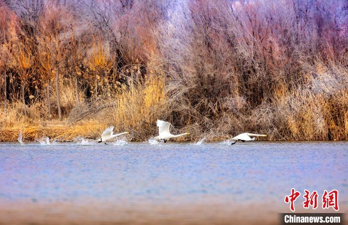 圖為起舞的天鵝與碧波蕩漾的湖面相映成趣?！『?jiǎn)約 攝