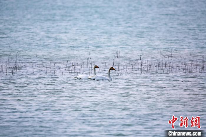 圖為天鵝在湖面嬉戲?！◇泱憔?攝