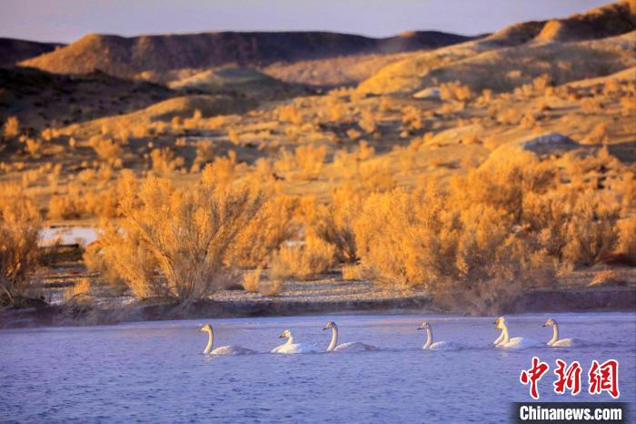 圖為黃河岸畔貴德縣迎來(lái)天鵝“做客”?！◇泱憔?攝