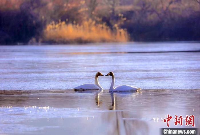 圖為天鵝在湖面嬉戲?！◇泱憔?攝