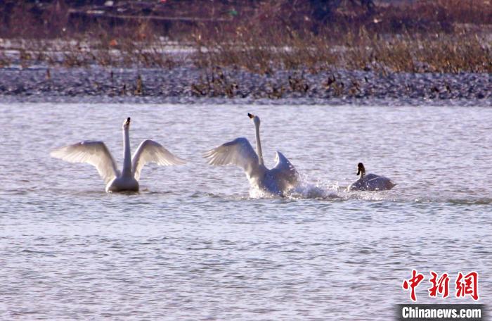 圖為黃河岸畔貴德縣迎來(lái)天鵝“做客”?！◇泱憔?攝