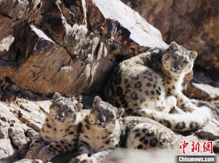青海都蘭：雪豹、兔猻等多種珍稀野生動物亮相