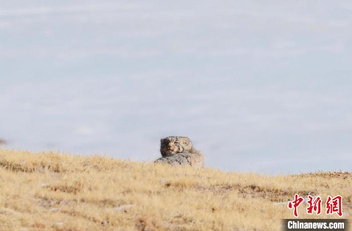 圖為回頭張望的兔猻?！±?攝