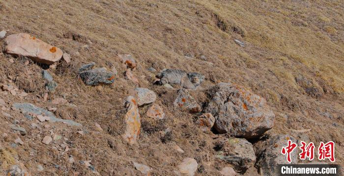 圖為兔猻?！±?攝