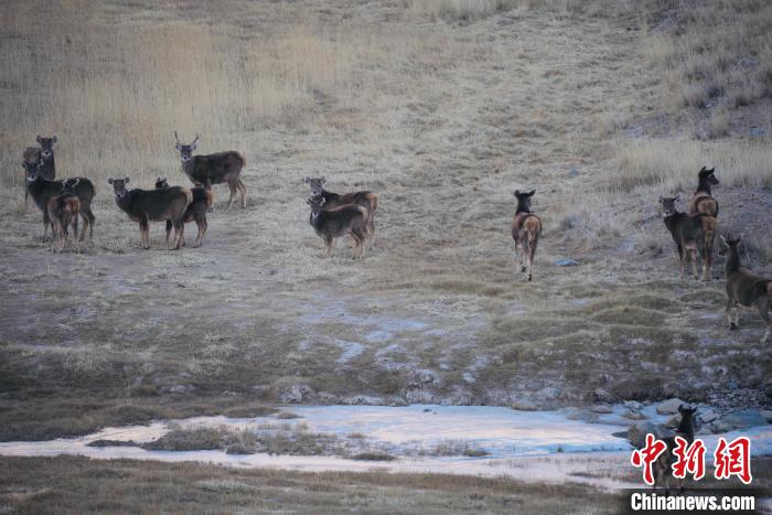 圖為都蘭縣境內(nèi)的野生動(dòng)物。　拉毛杰 攝