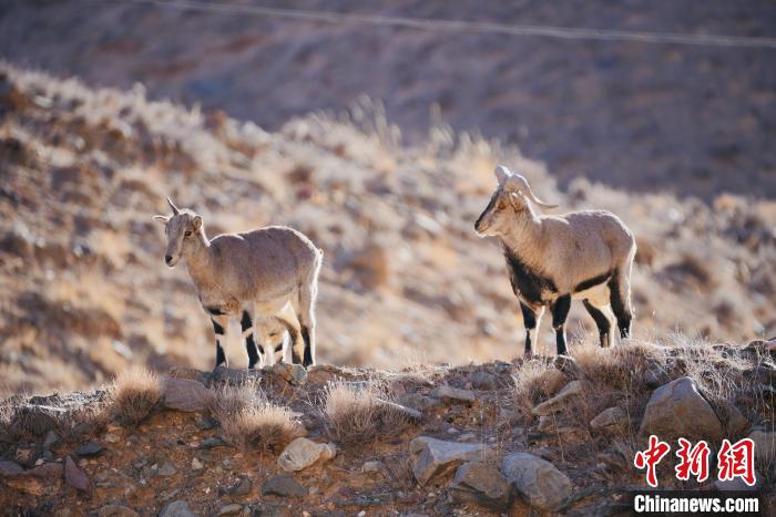 圖為都蘭縣境內(nèi)的野生動(dòng)物?！±?攝