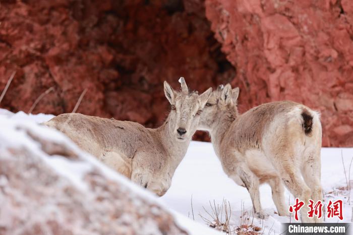 圖為在雪中悠然自得的巖羊?！“兹斩〔冀?攝