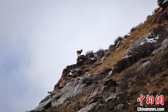 圖為在山崖上站立的巖羊?！“兹斩〔冀?攝