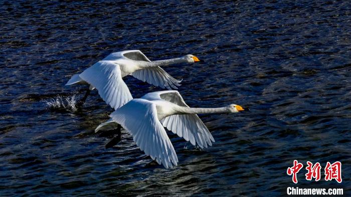 圖為兩只大天鵝?！黎?攝