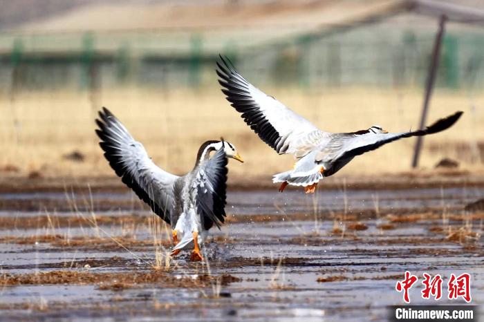 圖為斑頭雁嬉戲飛翔?！“?攝