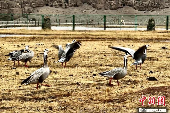 圖為斑頭雁。　包雷 攝