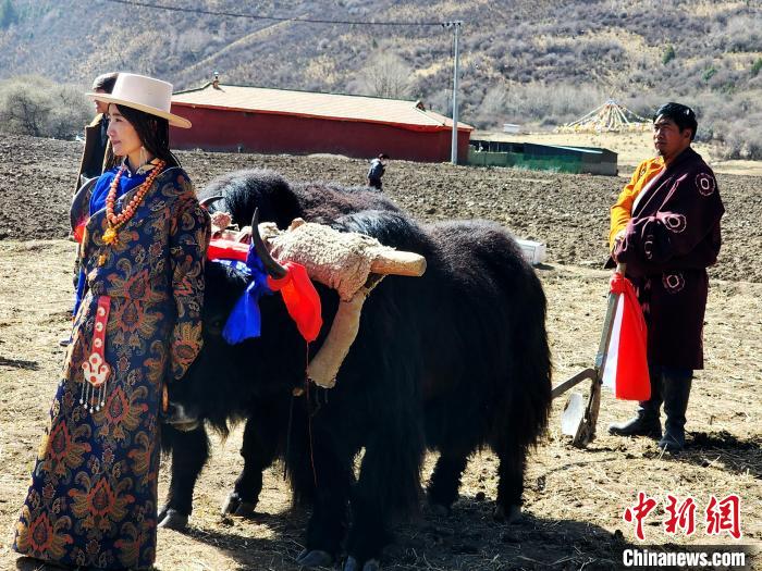 圖為藏族民眾牽著耕牛參加春耕儀式。　王麗山 供圖