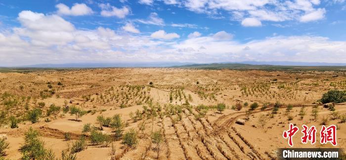 資料圖為貴南縣黃沙頭的防沙治沙草方格?！∑钤鲚?攝