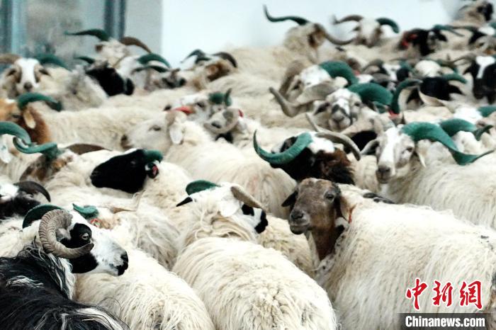 圖為被評為國家農(nóng)產(chǎn)品地理標志保護產(chǎn)品的剛察藏羊進場入圈。　蔡志睿 攝