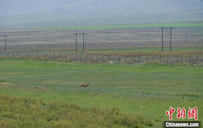 圖為一只普氏原羚在草場上奔跑?！●R銘言 攝