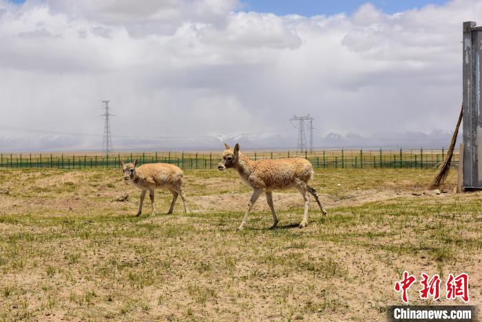 圖為可可西里國(guó)家級(jí)自然保護(hù)區(qū)內(nèi)的藏羚羊。　張虎魁 攝