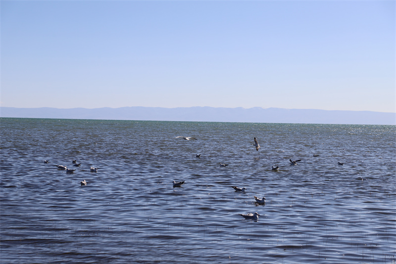 青海湖北岸仙女灣。才旦桑吾攝