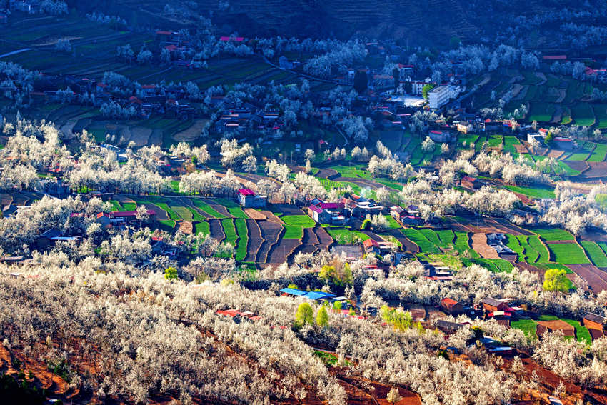 大金川上看梨花，梨云悠悠，滿山遍野潔白一片。金川縣供圖