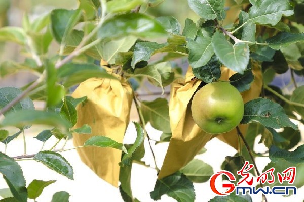 我們的家園｜小蘋果帶動大產(chǎn)業(yè)，帶你看看這座阿壩州小村的鄉(xiāng)村振興新模式