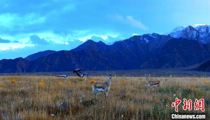 黑頸鶴、鵝喉羚多種野生動(dòng)物“同框”現(xiàn)身青海都蘭湖國家濕地公園
