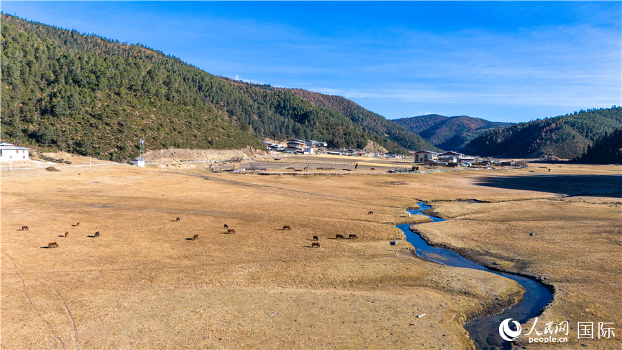 香格里拉國家公園內(nèi)的高山草甸。人民網(wǎng)記者 虎遵會攝
