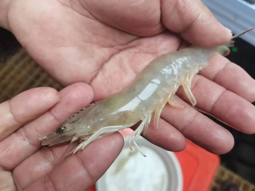 康定市魚通鎮(zhèn)趕羊村培育成功的蝦。受訪者供圖