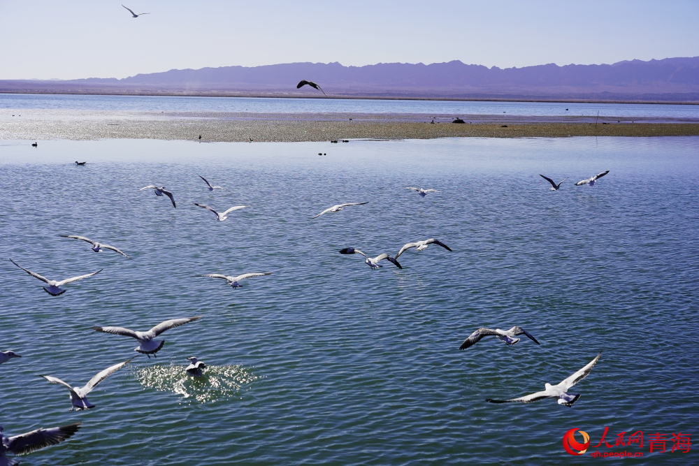 可魯克湖水鳥群飛。人民網(wǎng) 陳明菊攝