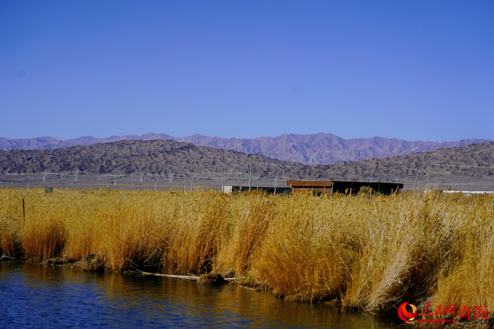 可魯克湖蘆葦蕩漾。人民網(wǎng) 陳明菊攝